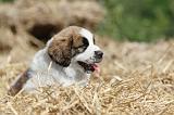 SAINT BERNARD 062